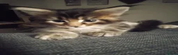 Maine Coon gatti in vendita: Cucciola di Maine Coon a Città Metropolitana di Bologna - Annuncio 4