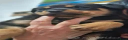Rottweiler cani in vendita: Cuccioli di rottweiler  a Provincia del Sulcis Iglesiente - Annuncio 3