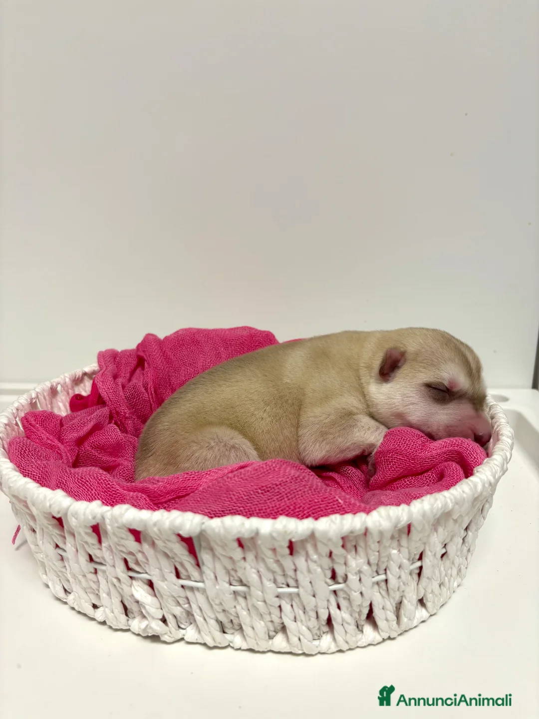 Husky cani in vendita: Cuccioli Siberian Husky con pedigree in vendita  - Annuncio 3