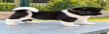 Akita Americano 1