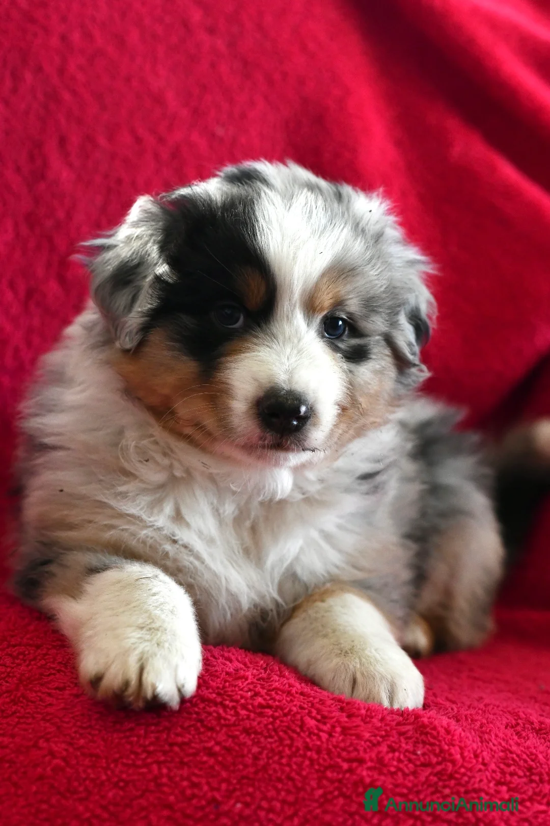 Australian Shepherd cani in vendita: Cuccioli di Pastore Australiano  - Annuncio 5