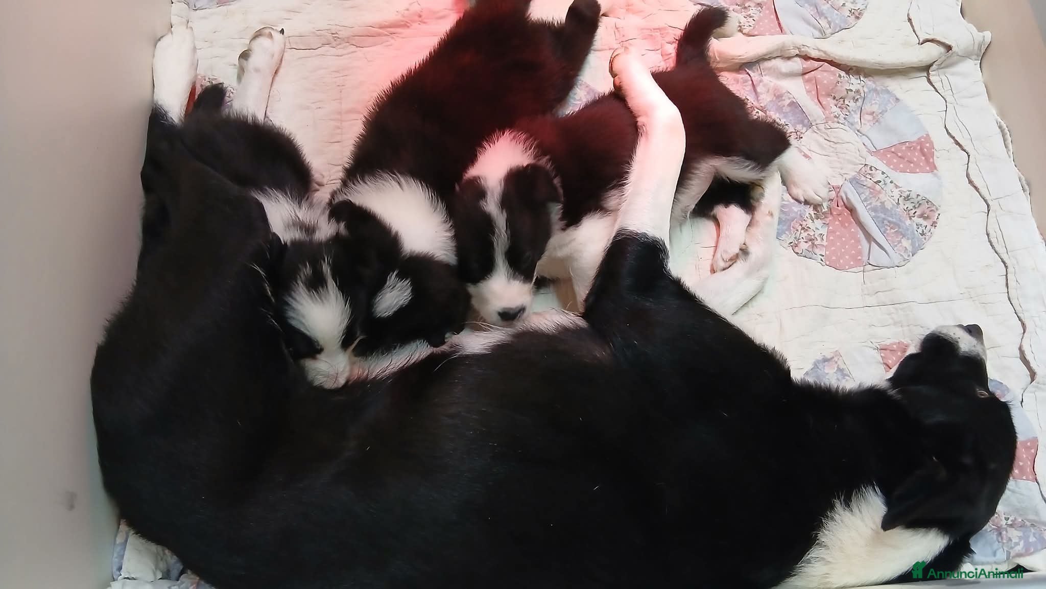 Border Collie cani Cucciolo di Border Collie - Annuncio 1