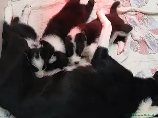 Border Collie cani Cucciolo di Border Collie - Annuncio 1