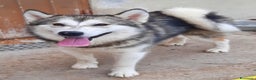 Alaskan Malamute cani in vendita: Alaskan Malamute cuccioloni  a Città Metropolitana di Bologna - Annuncio 9