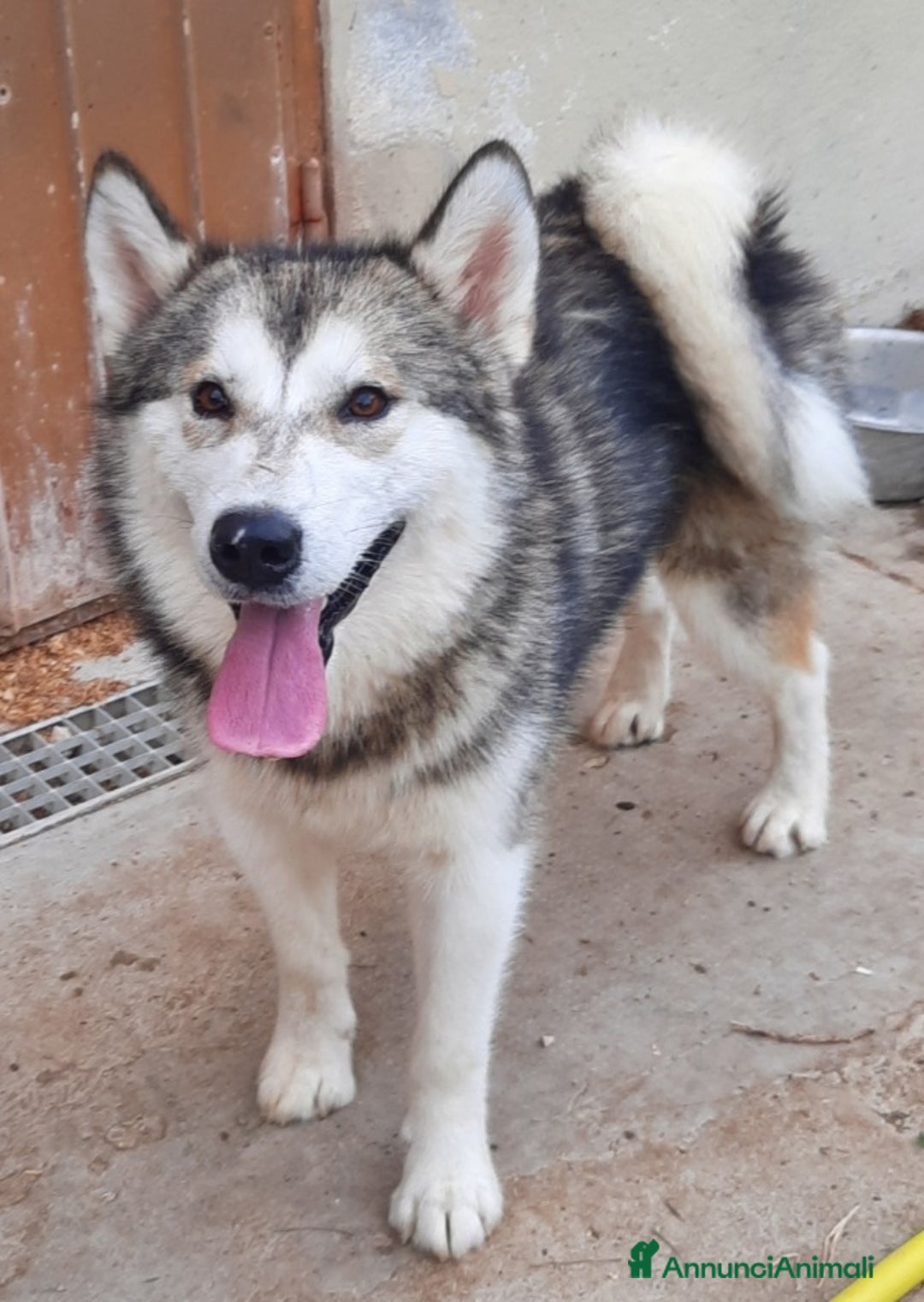 Alaskan Malamute cani in vendita: Alaskan Malamute cuccioloni  a Città Metropolitana di Bologna - Annuncio 9
