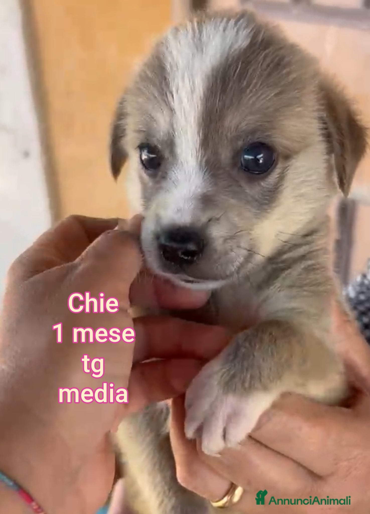 Meticcio cani CUCCIOLI, URGENTE: TEMPO SCADUTO  - Annuncio 12