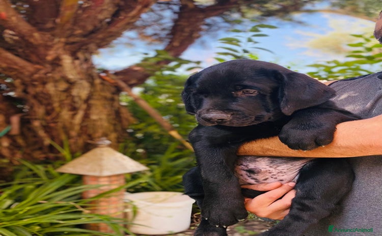 Labrador cani a Città Metropolitana di Napoli - Annuncio 2