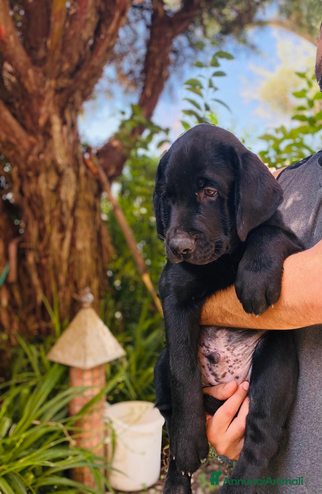 Labrador cani in vendita: Cuccioli di Labrador  a Città Metropolitana di Napoli - Immagine 1