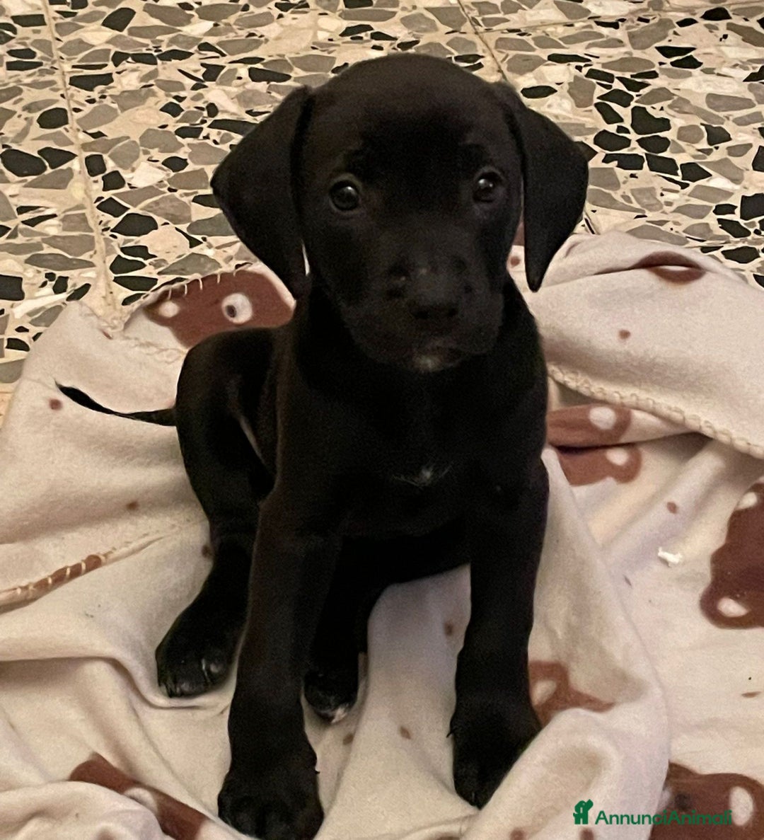 Meticcio cani in vendita: Vendita cucciola - Annuncio 2