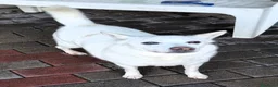 Meticcio cani in regalo: FOX CERCA CASA - Annuncio 10