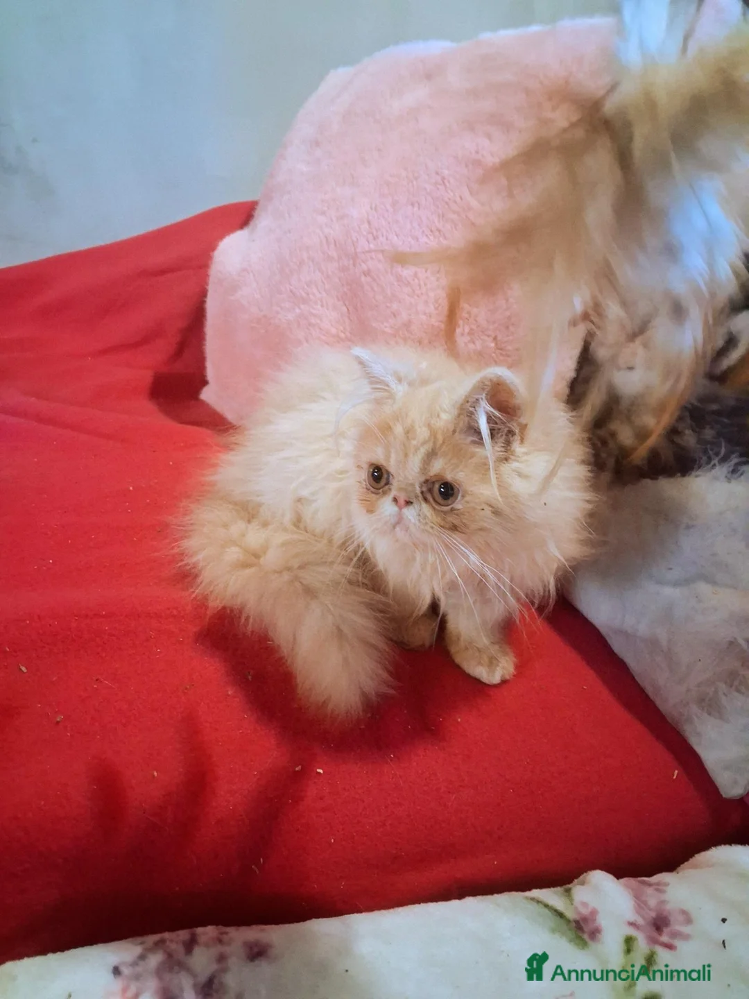 Persiano gatti in vendita: Cuccioli di persiano ed exotic shorthair - Annuncio 6