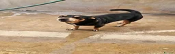 Pinscher Tedesco cani in regalo: Morris: nonnino pinscherino socievole. - Annuncio 3