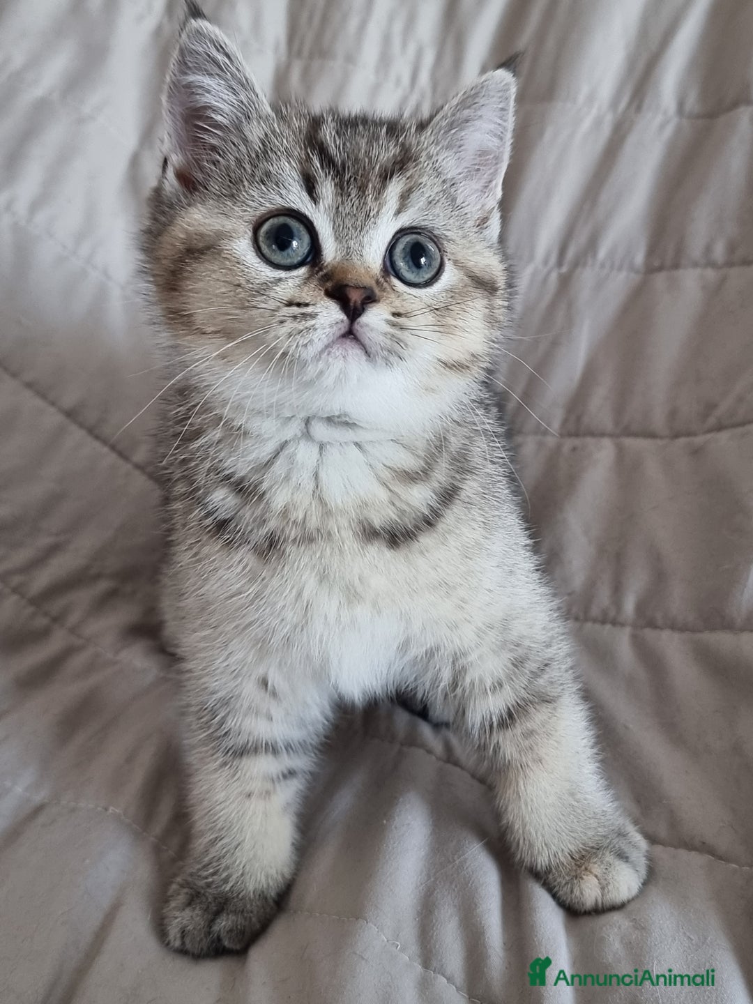 Scottish gatti in vendita: Scottish Straight  - Annuncio 5