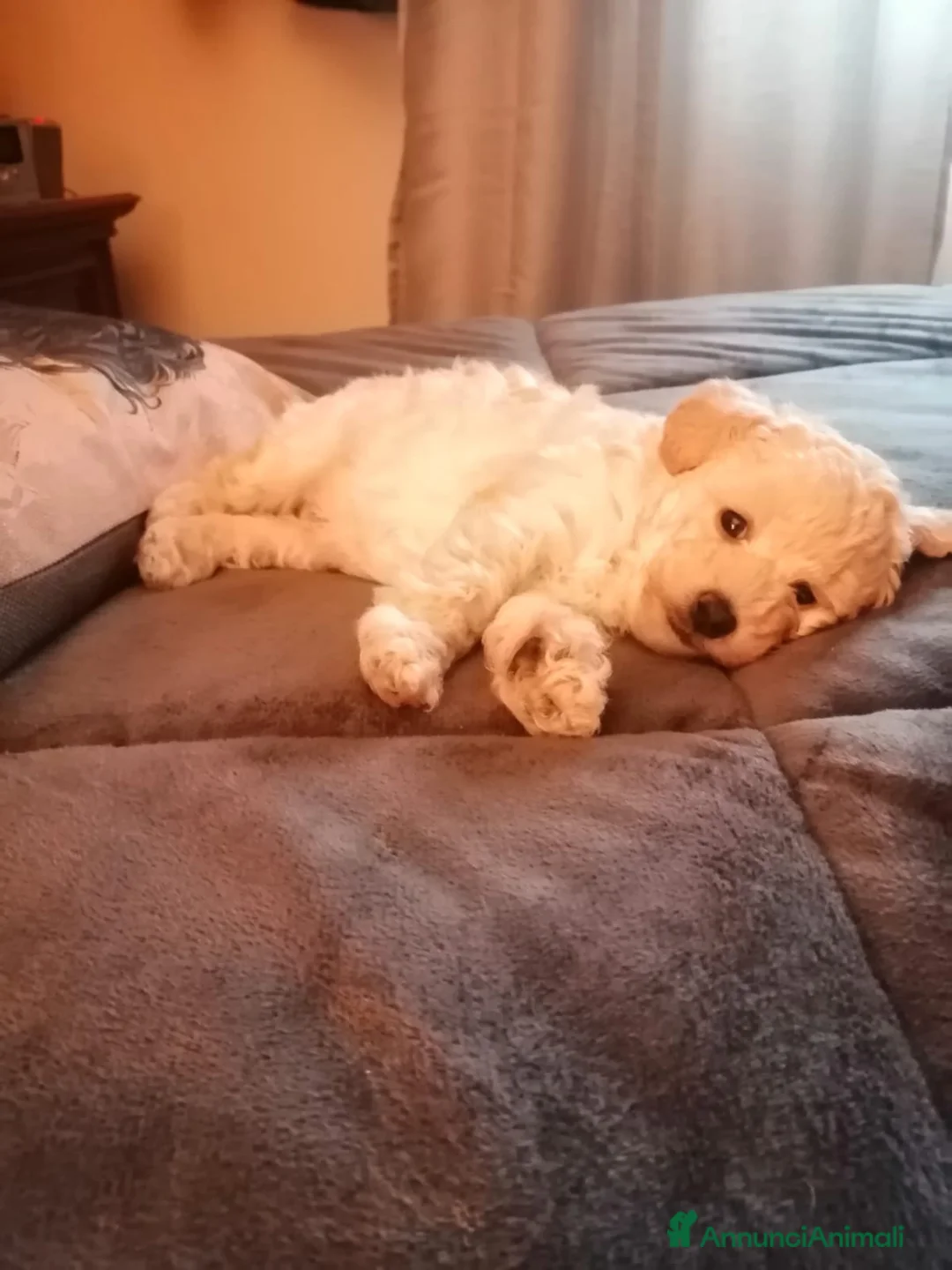 Barboncino Toy cani in vendita: Barboncino Toy Bianco  - Annuncio 6