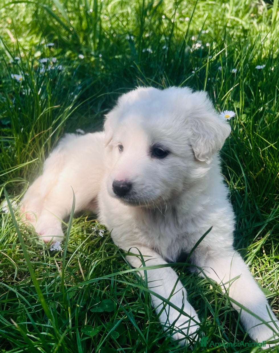 Meticcio cani Cucciolo femmina taglia medio abbondante  - Annuncio 3