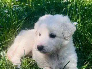 Meticcio cani Cucciolo femmina taglia medio abbondante - Annuncio 3