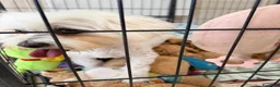 Maltipoo cani in vendita:  Bellissima cucciolata di Maltipoo F1 - Annuncio 21