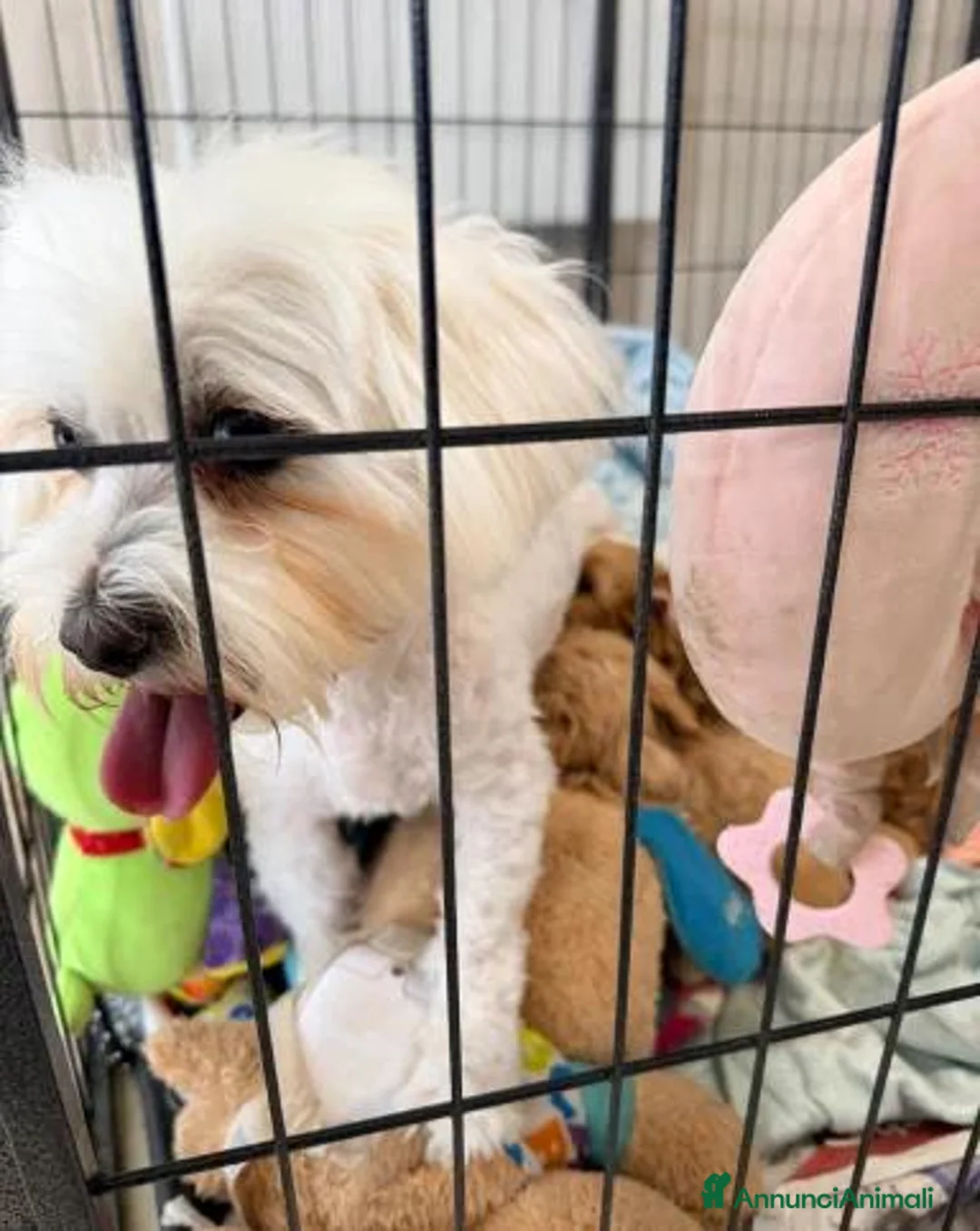 Maltipoo cani in vendita:  Bellissima cucciolata di Maltipoo F1 - Annuncio 21