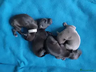 Levriero cani Cuccioli di Piccolo Levriero Italiano - Annuncio 2