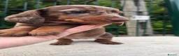 Bassotto cani in vendita: Bassotti arlecchino - Annuncio 5