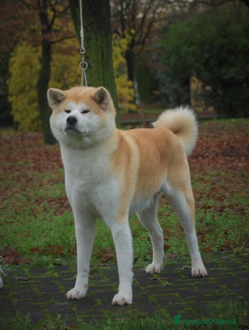 Akita Inu cani - Annuncio 1