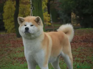 Akita Inu cani Prenotazione cuccioli di Akita Inu - Annuncio 2