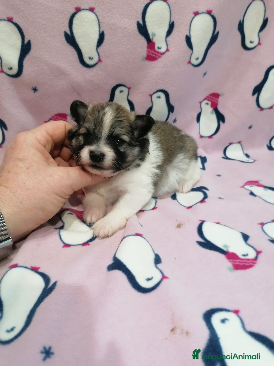 Volpino Pomerania cani in vendita: Volpino Pomerania  - Annuncio 13