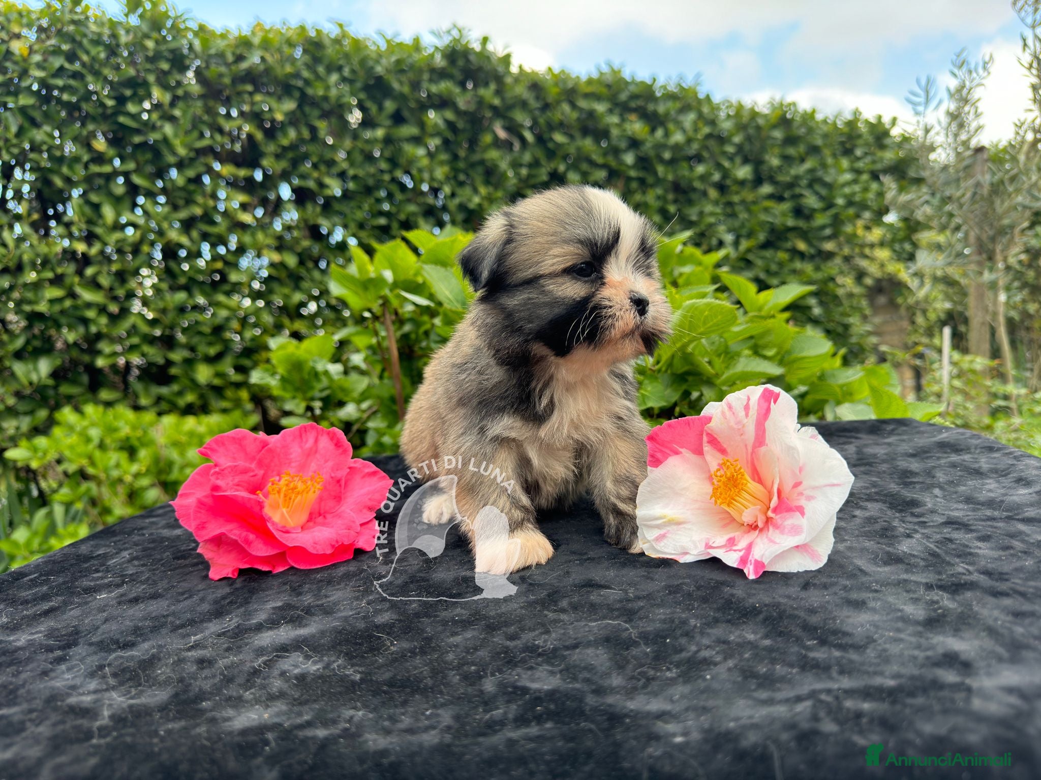 Maltipoo cani Barboncino Maltipoo Lhasa Apso Tre Quarti di Luna - Annuncio 3
