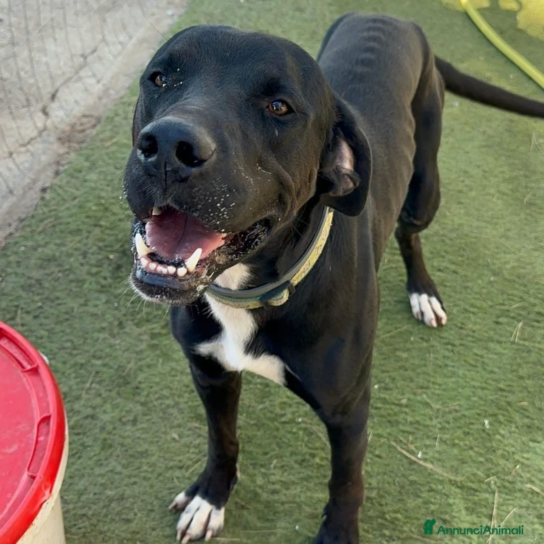 Meticcio cani in regalo: BENNY 💙 - ha bisogno di uscire da box 🙏🏻😞 - Annuncio 2