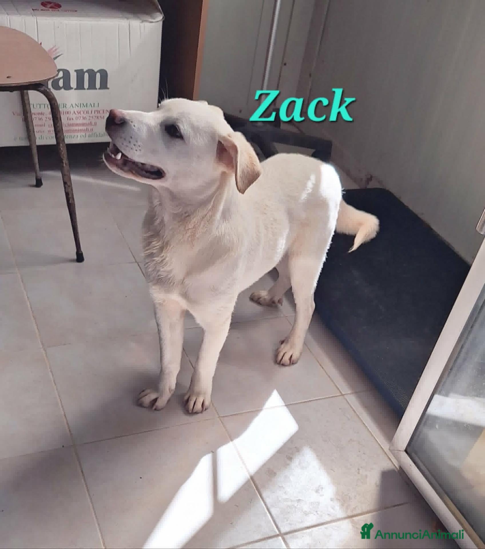 Meticcio cani Zac in adozione - Annuncio 20