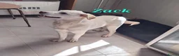Meticcio cani in regalo: Zac in adozione - Annuncio 1