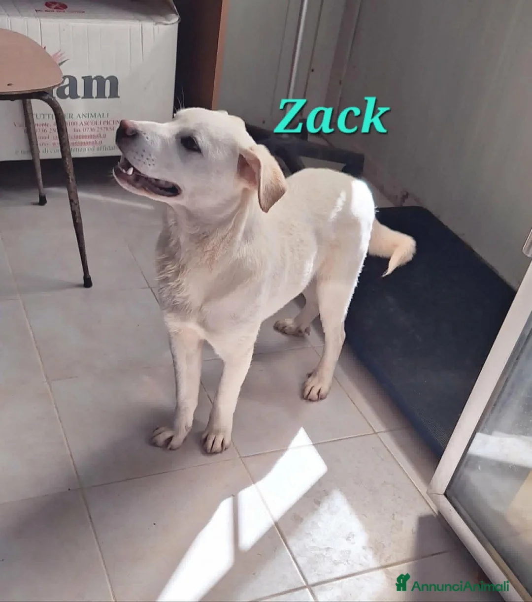 Meticcio cani in regalo: Zac in adozione - Annuncio 1