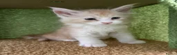 Maine Coon gatti in vendita: Cucciolo di Maine Coon mashie  - Annuncio 2