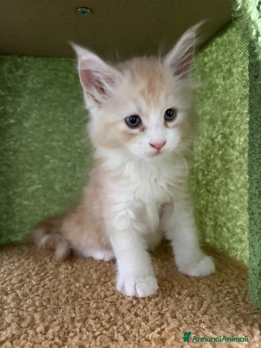 Maine Coon gatti in vendita: Cucciolo di Maine Coon mashie  - Annuncio 2