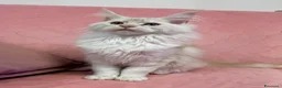 Maine Coon gatti in vendita: Maine coon - Annuncio 2