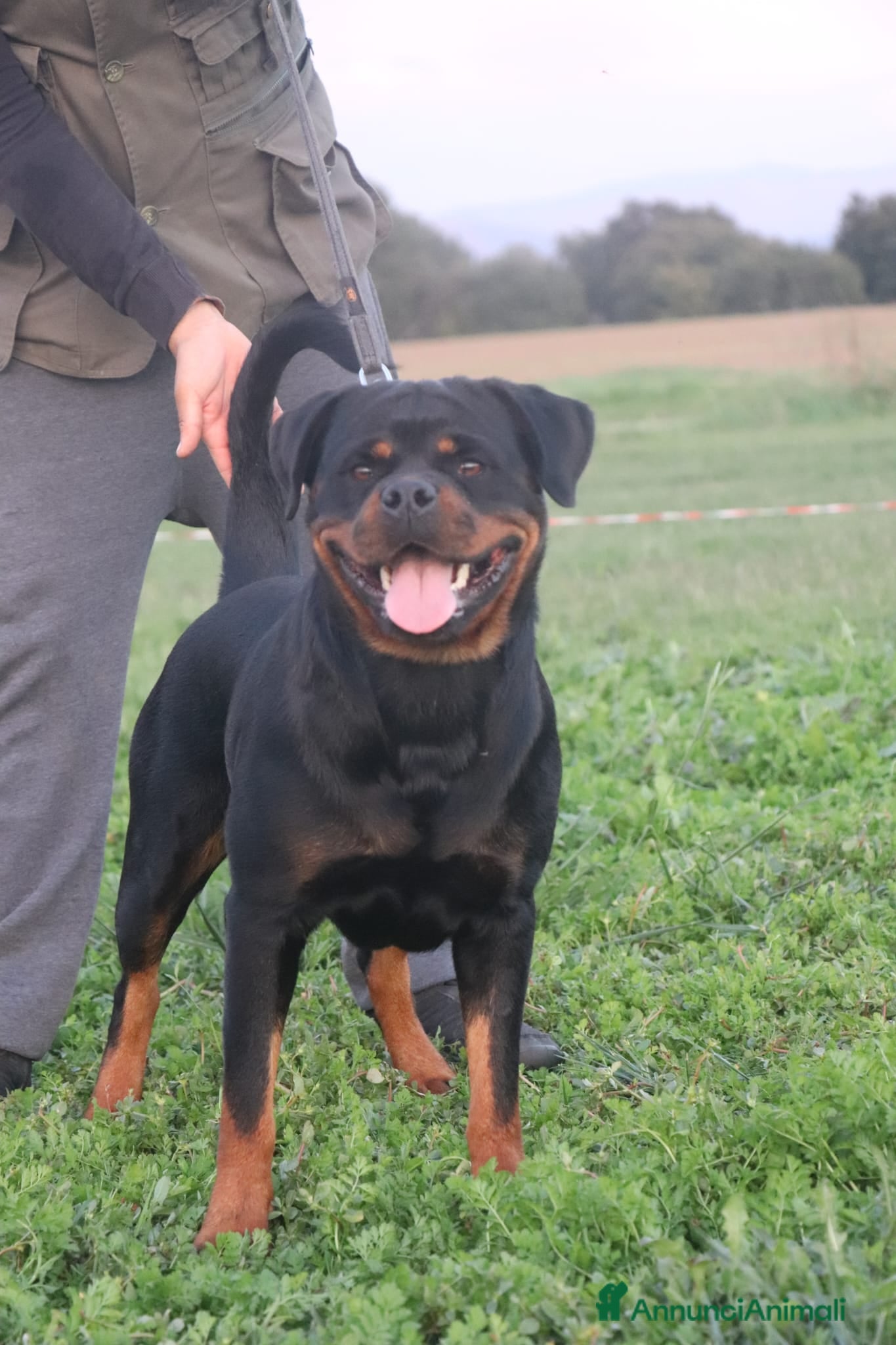 Rottweiler cani Cuccioli Rottweiler  - Annuncio 1