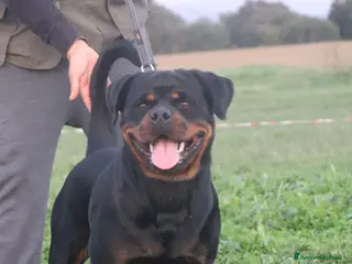 Rottweiler cani Cuccioli Rottweiler - Annuncio 1