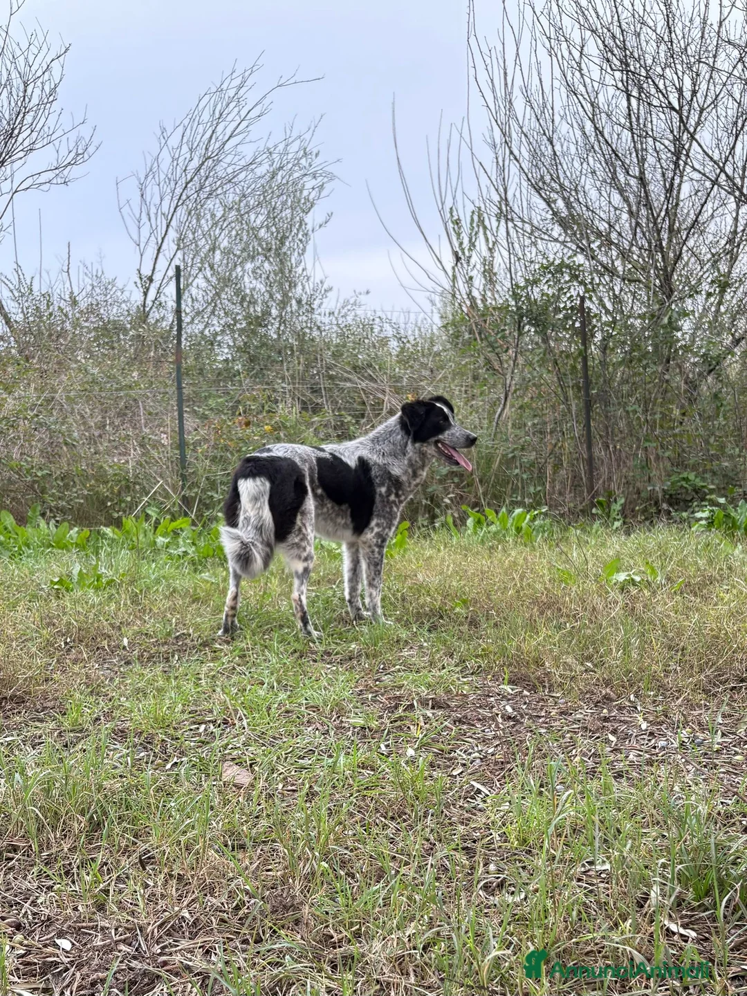 Meticcio cani in regalo: SERENA 🩷-bellissima cucciola di 1 anno, cerca 🏡  - Annuncio 7
