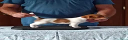 Jack Russell cani in vendita: Cuccioli Jack Russell terrier con pedigree  - Annuncio 8
