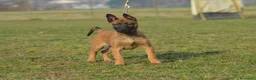 Pastore Belga cani in vendita: Cucciolo maschio pastore belga malinois  - Annuncio 5