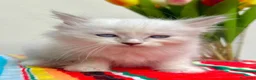 Ragdoll gatti in vendita: cuccioli di ragdoll genitori con pedigree - Annuncio 19