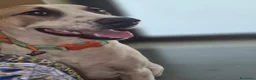 Meticcio cani in regalo: Giada e Gioia 6/7mesiNESSUNA RICHIESTA.SICILIA SOS - Annuncio 5