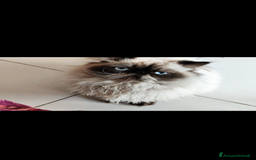 Persiano gatti in vendita: Gattina persiana  a Città metropolitana di Palermo - Immagine 5