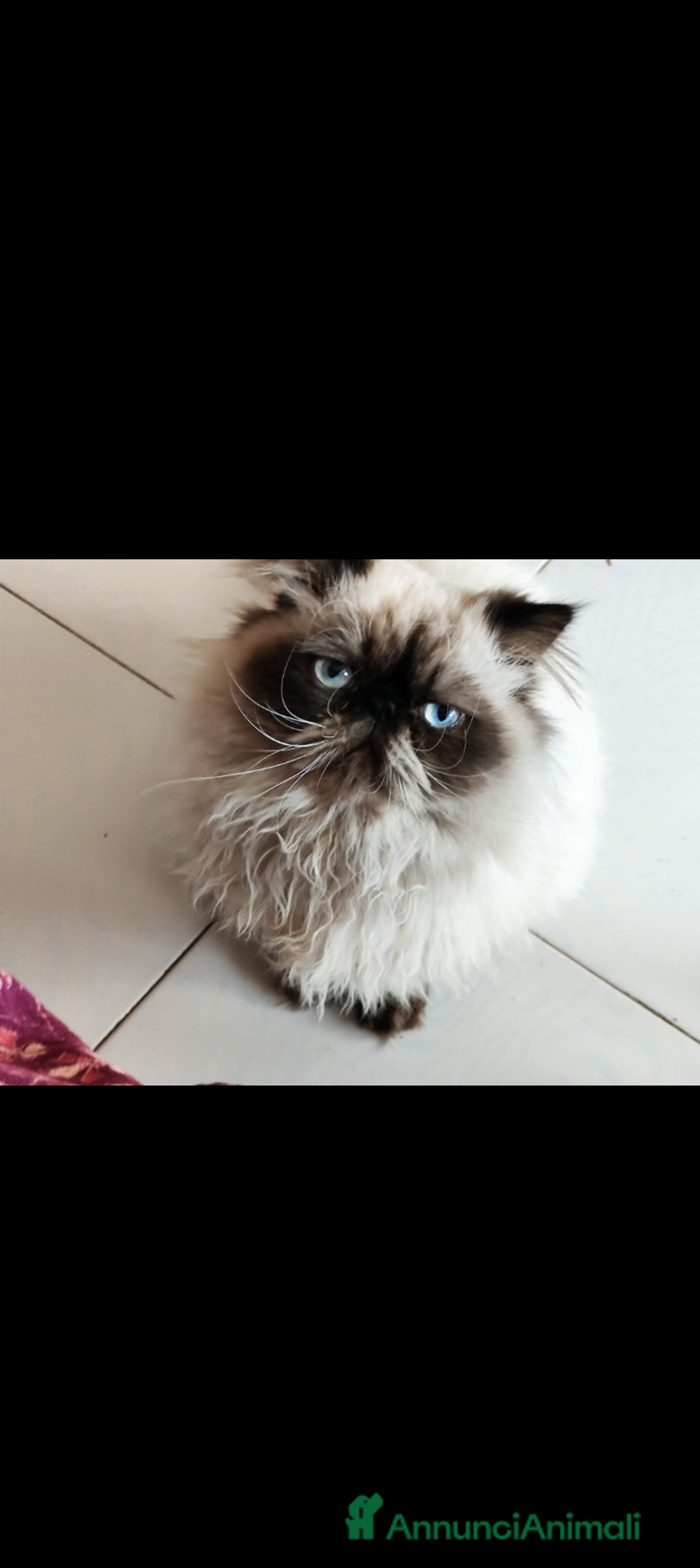 Persiano gatti in vendita: Gattina persiana  a Città metropolitana di Palermo - Immagine 5