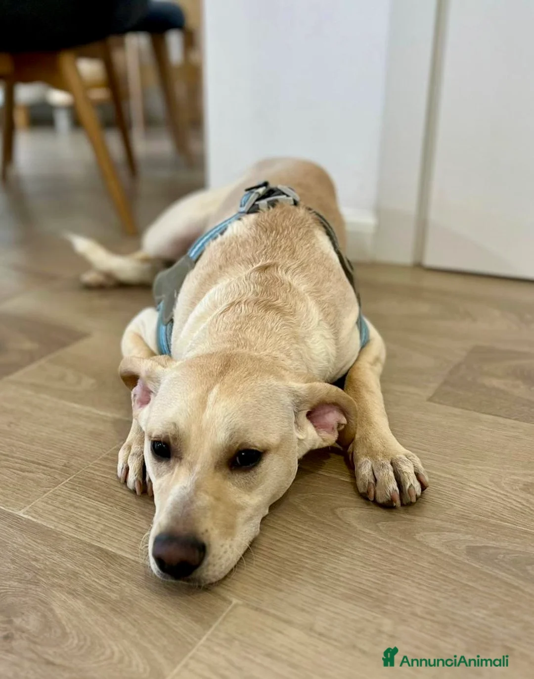 Meticcio cani in regalo: Milo tutto orecchie - Annuncio 5