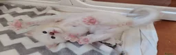 Ragdoll gatti in vendita: Gattini Ragdoll con pedigree  - Annuncio 11