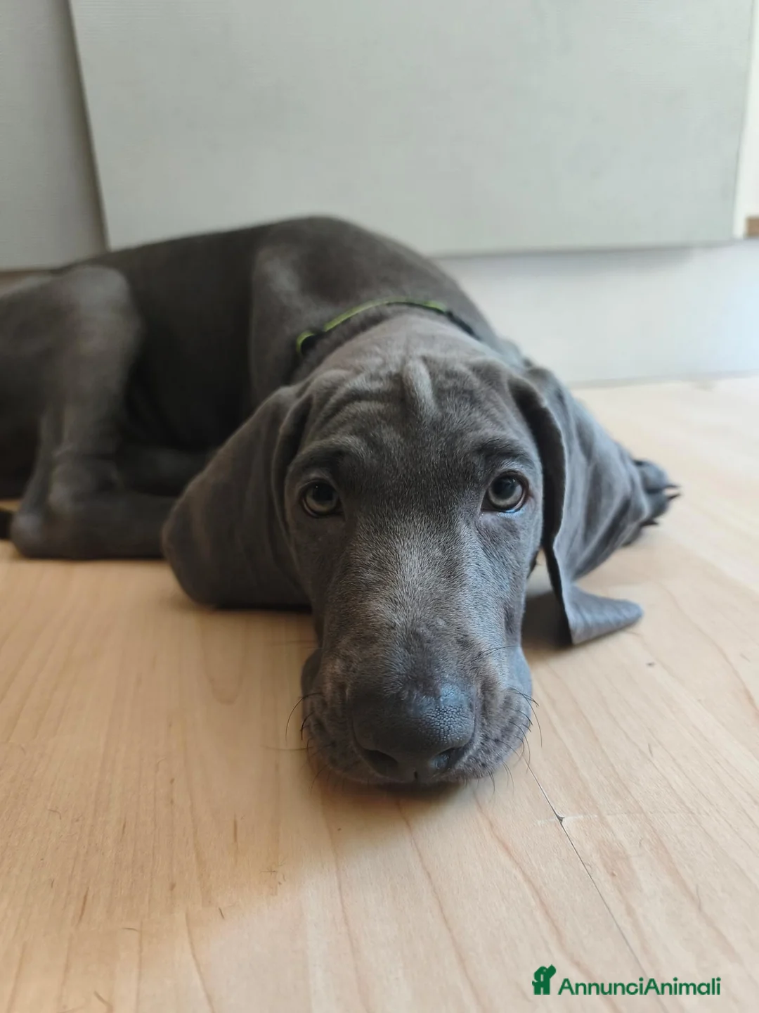 Weimaraner cani in vendita: Weimaraner  - Annuncio 7