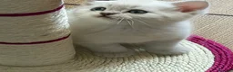 Scottish gatti in vendita: Gattino schottish bianco con occhi azzurri - Annuncio 16