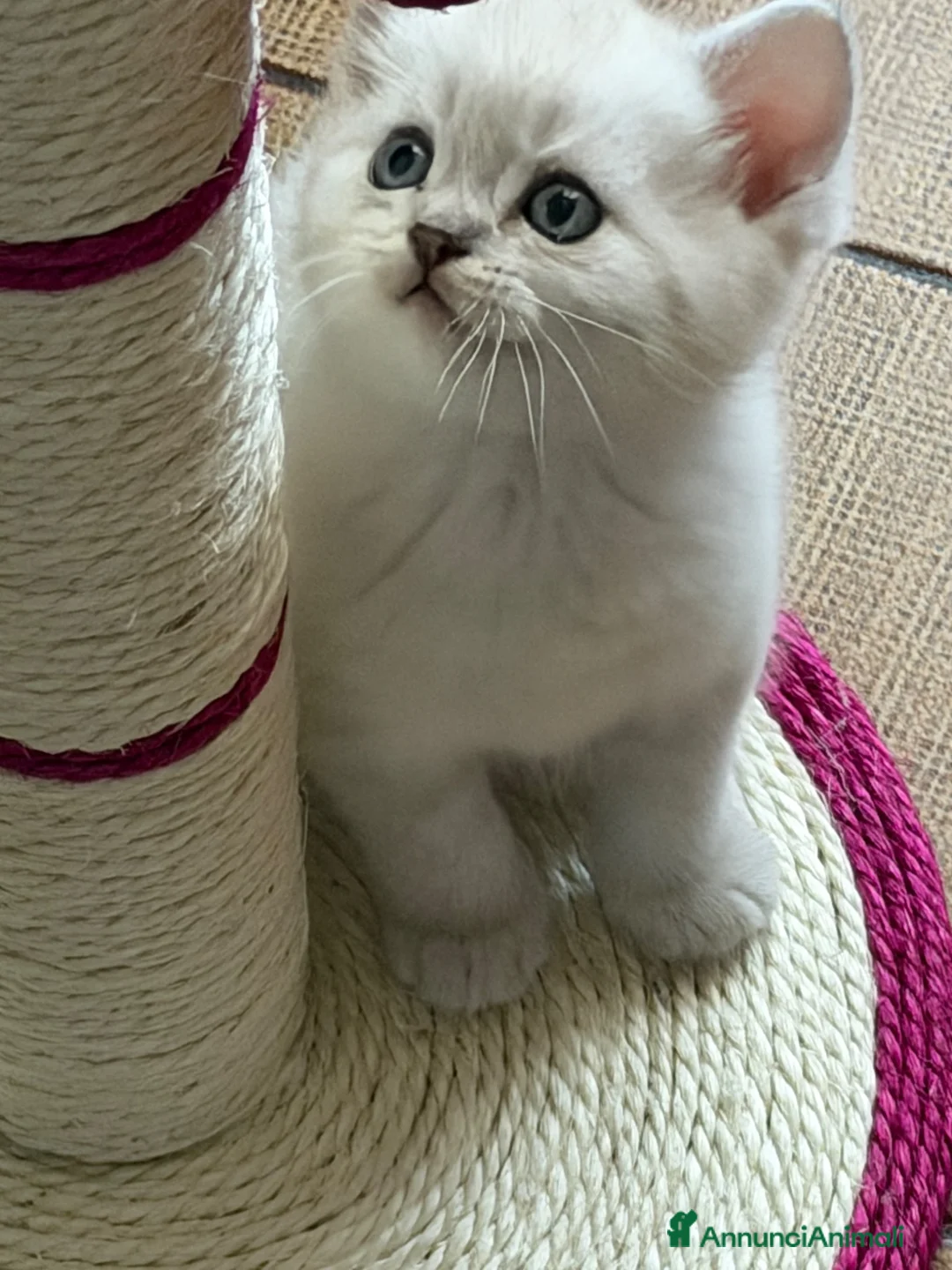 Scottish gatti in vendita: Gattino schottish bianco con occhi azzurri - Annuncio 16