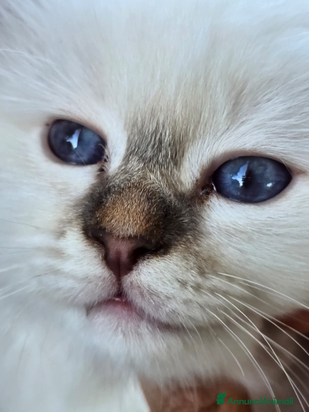 Sacro di Birmania gatti CUCCIOLI SACRI DI BIRMANIA - Annuncio 1